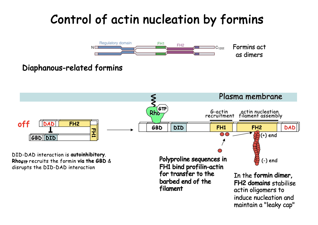 <p><strong>Act as dimers</strong></p><ul><li><p>Contain FH1 and FH2 signature domains</p></li><li><p>Adopt an open, active conformation upon recruitment by <strong>GTP-bound Rho-like GTPases</strong></p></li><li><p>Act as dimers and nucleate from <strong>G-actin</strong> only→ producing linear filaments</p></li></ul><p><strong>How it works</strong></p><ul><li><p>FH1 domains recruit <strong>profilin-actin</strong> complexes (by polyproline sequences)</p><ul><li><p>can increase the rate of elongation</p></li><li><p>i.e brings actin monomers to close proximity</p></li></ul></li><li><p>FH2→ processively tracks the growing barbed end of actin filament</p><ul><li><p>Protecting ti from capping proteins</p></li><li><p>i.e actively does the polymerisation</p><ul><li><p>by causing a ring conformation that allows nucleation that be elongated</p></li></ul></li><li><p><strong>Stablise</strong> actin oliogmers to <strong>induce</strong> nucleation and <strong>maintain a leaky cap</strong></p></li></ul></li></ul><p><em>note: this also involves APC</em></p>