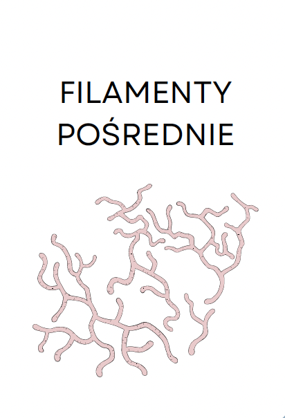 <p>FILAMENTY POŚREDNIE</p>