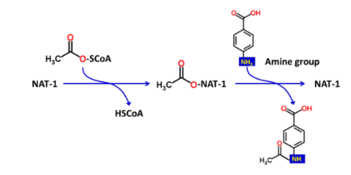 <p>What type of Phase II reaction is this?</p>