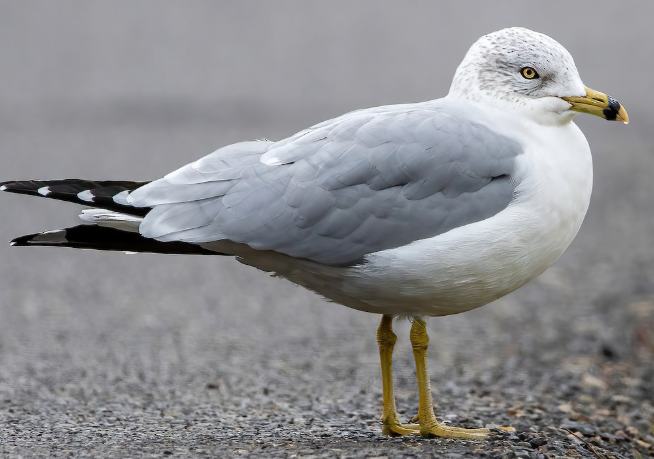 <p>What bird is this?</p>