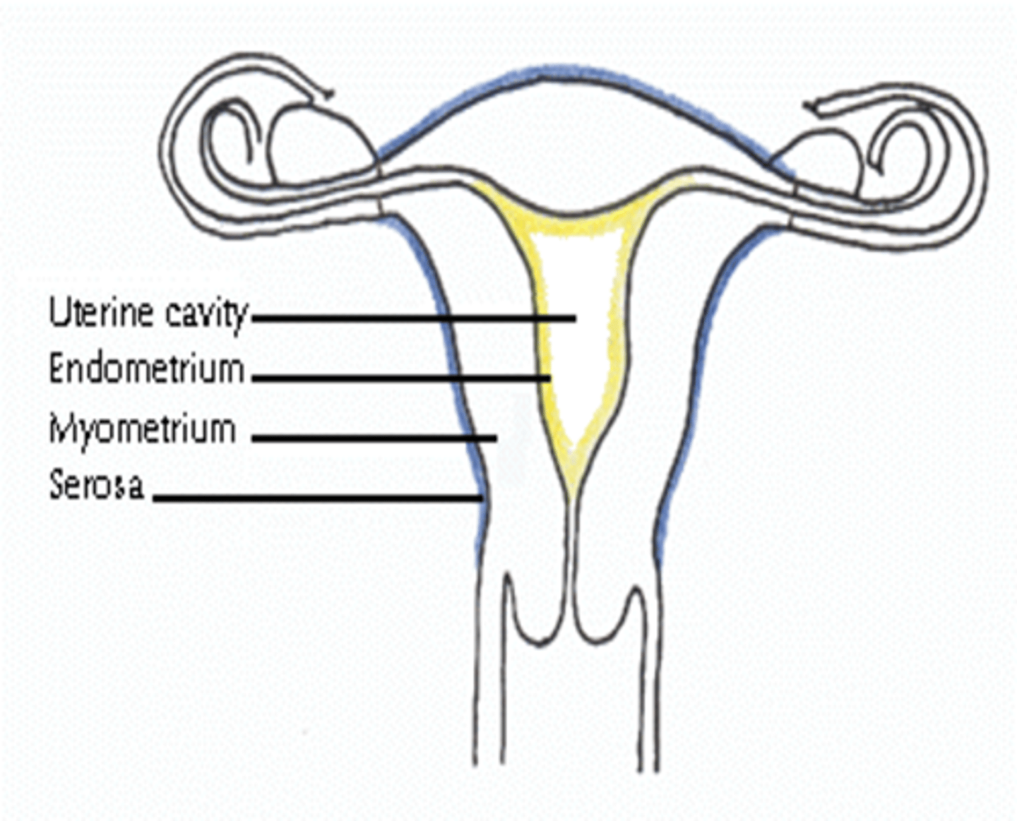 <p>inner- endometrium</p><p>middle- myometrium</p><p>outer- serosa</p>