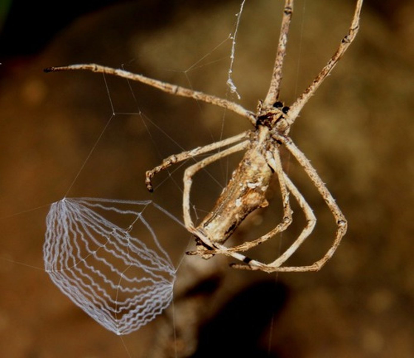 <p>The spider that makes a net small enough to hold between its legs</p>