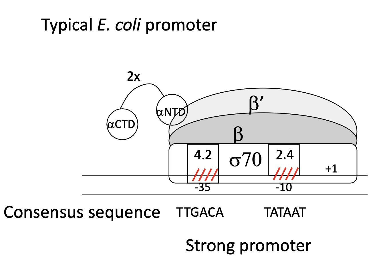 <p>σ70 = σ sub-unit</p><p>2 domains ":&nbsp;</p><ul><li><p>4.2 binds to Hexamer</p></li><li><p>2.4 binds to Prinbow box</p></li></ul><p></p>