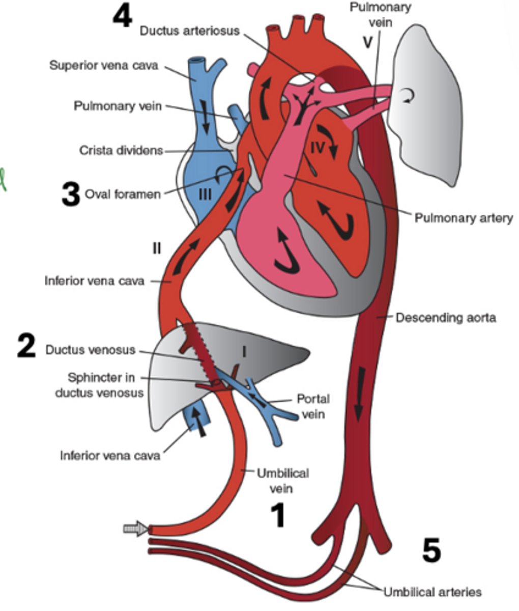 <p>Umbilical vein, ductus venosus, oval foramen, ductus arteriosus, umbilical arteries</p>