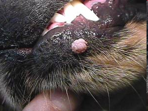 <p>Benign epithelial growth that is lobed </p>