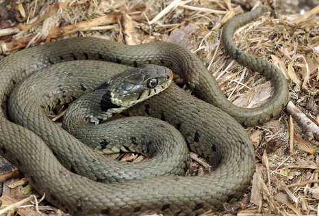 <p>Ganze CH bis auf Nordschweiz </p>