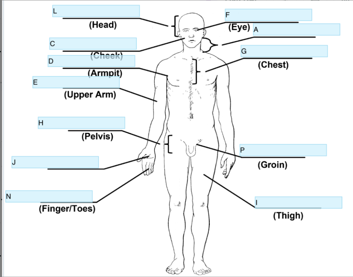 <p>Anatomical term for E</p>