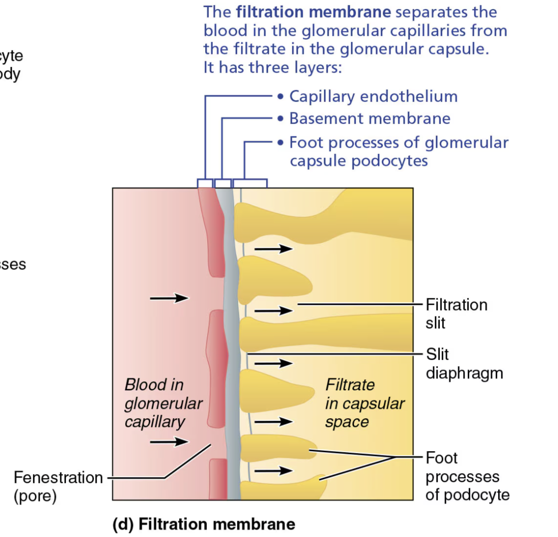 <ol><li><p>Macromolecules “stuck” in <span style="color: purple;"><strong><span>filtration membrane</span></strong></span> are engulfed by <span style="color: blue;"><strong><span>glomerular mesangial cells</span></strong></span></p></li><li><p>Allows molecules <span style="color: blue;"><strong>smaller than 3nm</strong></span> to pass</p><ul><li><p><span style="color: green;"><strong><span>EX: Water, Glucose, Amino acids, Nitrogenous wastes</span></strong></span></p></li></ul></li><li><p><span style="color: blue;"><strong>Plasma proteins</strong></span> remain in blood to maintain colloid osmotic pressure</p></li></ol><p></p>