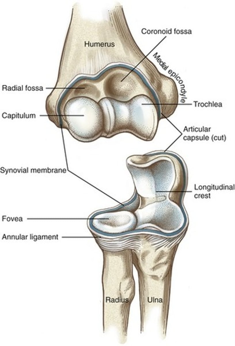 <p>Moving component: radius, concave moving on convex, osteo/arthrokinematic motion occurs in the same direction</p>
