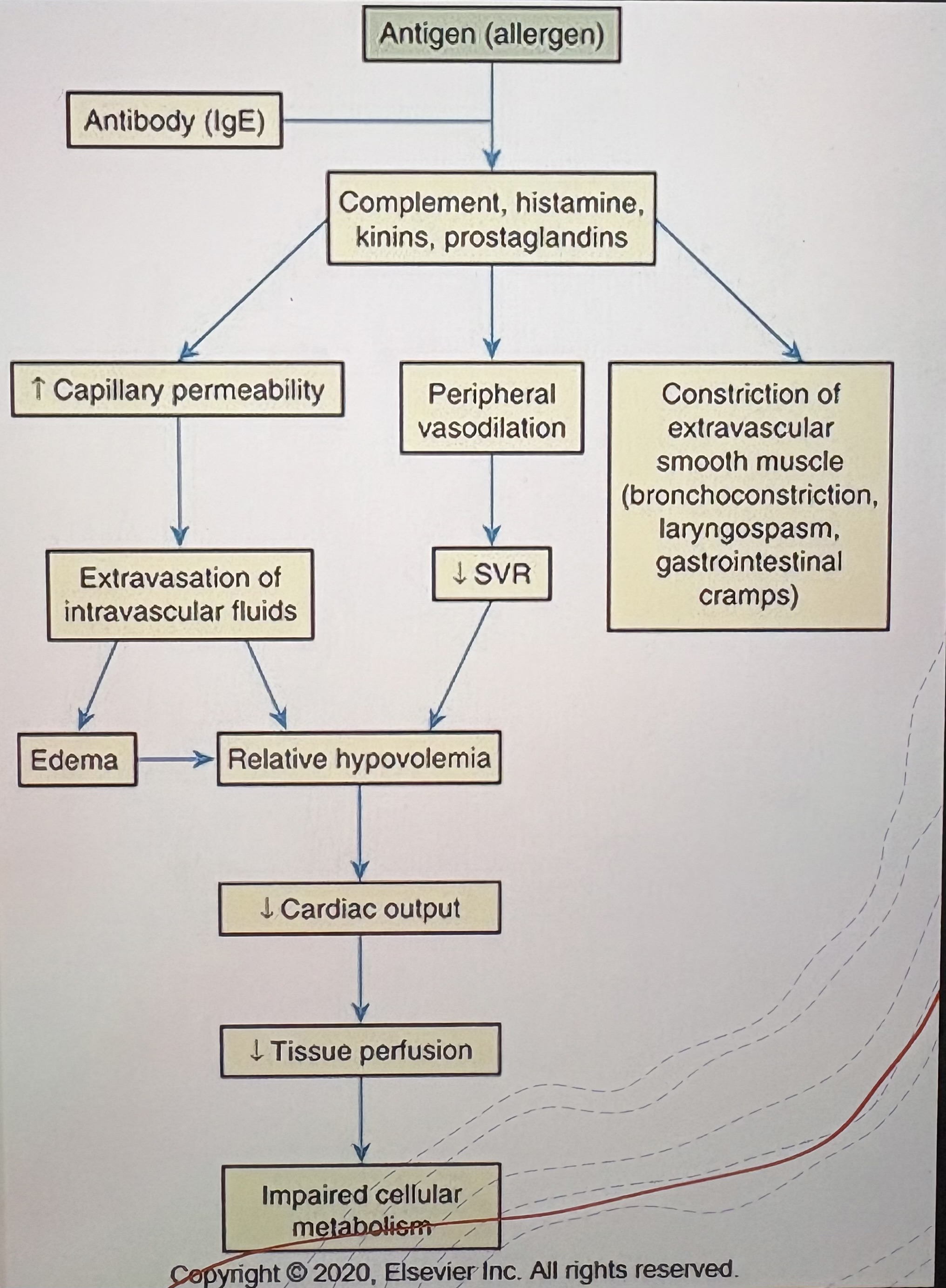 <p>Histamine release  →  massive vasodilation and increased capillary permeability  →  ↓SVR and preload  →  ↓Tissue perfusion</p>