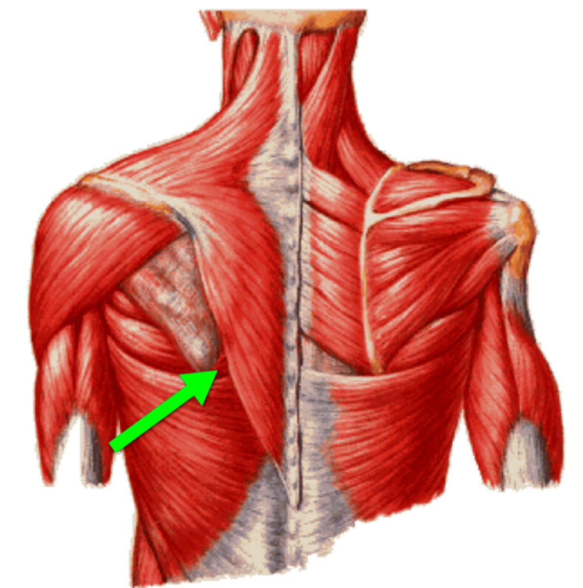 <p>trapezius, latissimus dorsi, medial border of scapula</p>