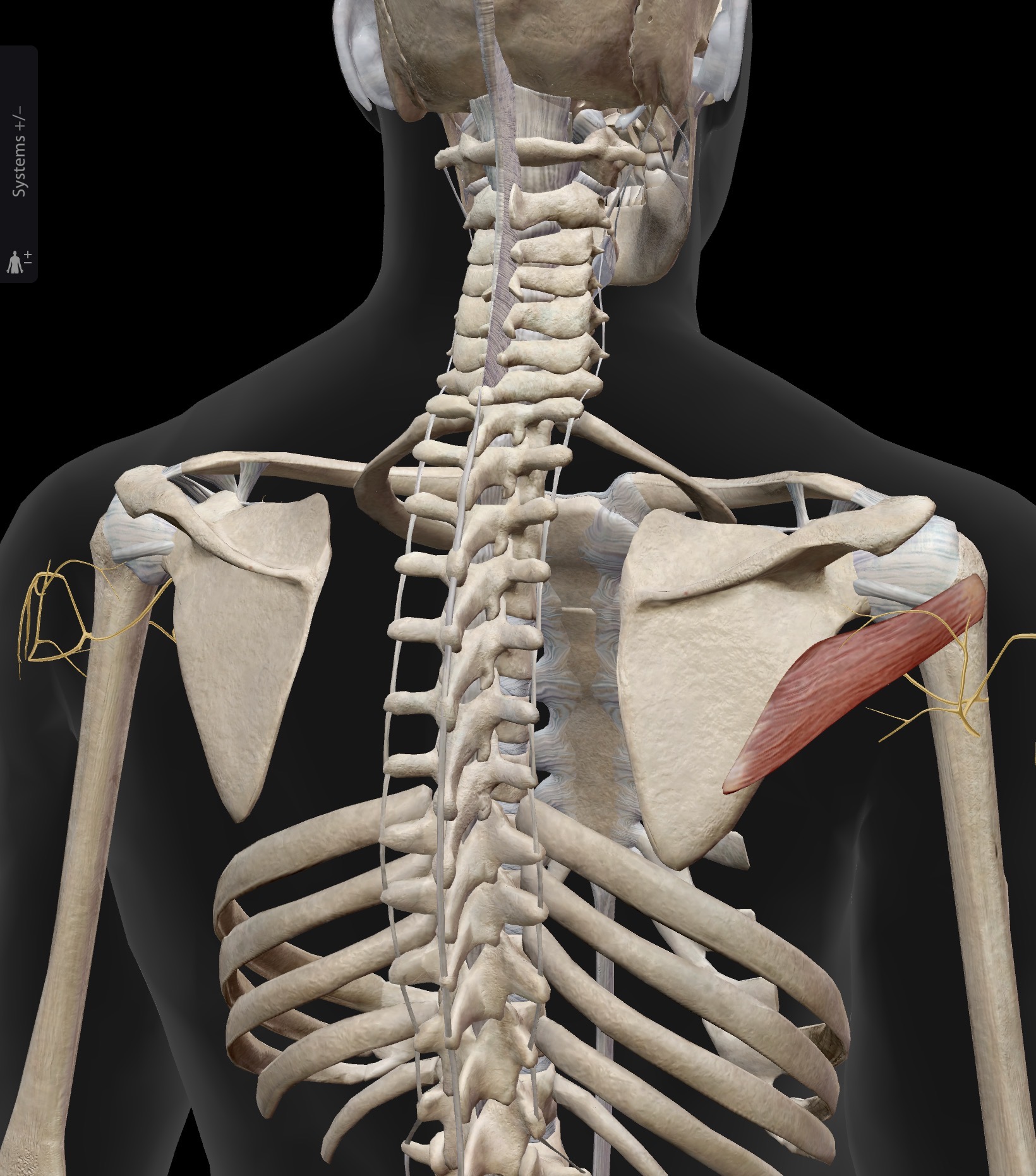 <p>Teres minor</p><p>O: Upper portion of lateral border of the scapula (superior to teres major origin)</p><p>I: Greater tubercle of the humerus. Inferior to insertion of infraspinatus</p><p>A: External rotation of the humerus (synergist to infraspinatus in this action). Also, like all rotator cuff muscles, helps stabilize the humeral head in the glenoid fossa</p><p>IN: Axillary nerve (C5, C6)</p>