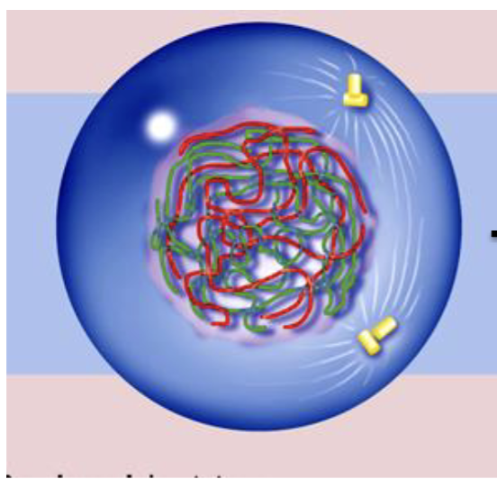 <p>which subphase in prophase I?</p>