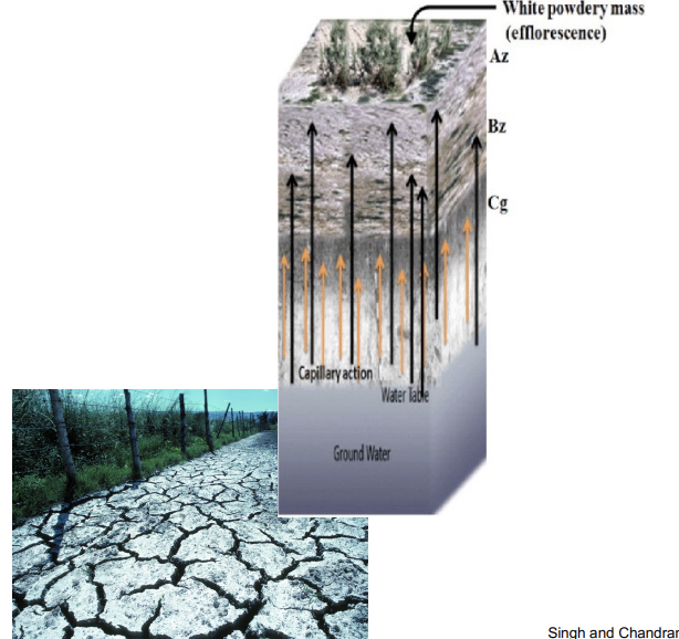 <p><strong>salinization location and soil</strong></p>