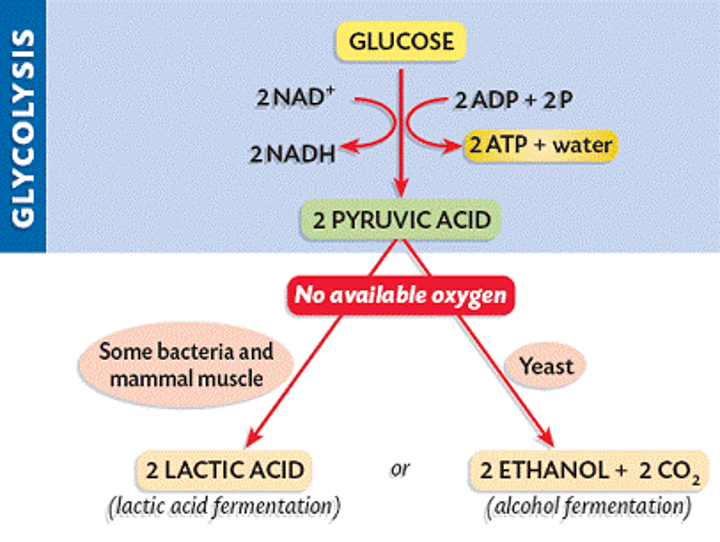 <p>Respiration in the absence of oxygen, releasing small amounts of energy</p>