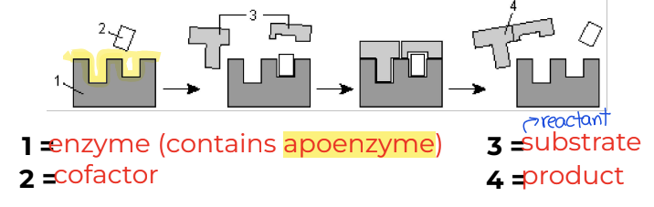 <ul><li><p>Cofactor/Coenzyme: Organic/non-protein particle that helps an enzyme work by <strong>transferring ions to or from the substance the enzyme is acting on.</strong></p></li><li><p>Vitamins: <strong>components needed for synthesis of cofactors</strong></p></li></ul><p></p>