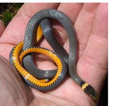 <p>Greenish (olive) dorsum • May not have the ring of light yellow/orange scales around the neck • Yellow/orange venter turning orange/red posteriorly • Rear fanged • Often found under rocks</p>