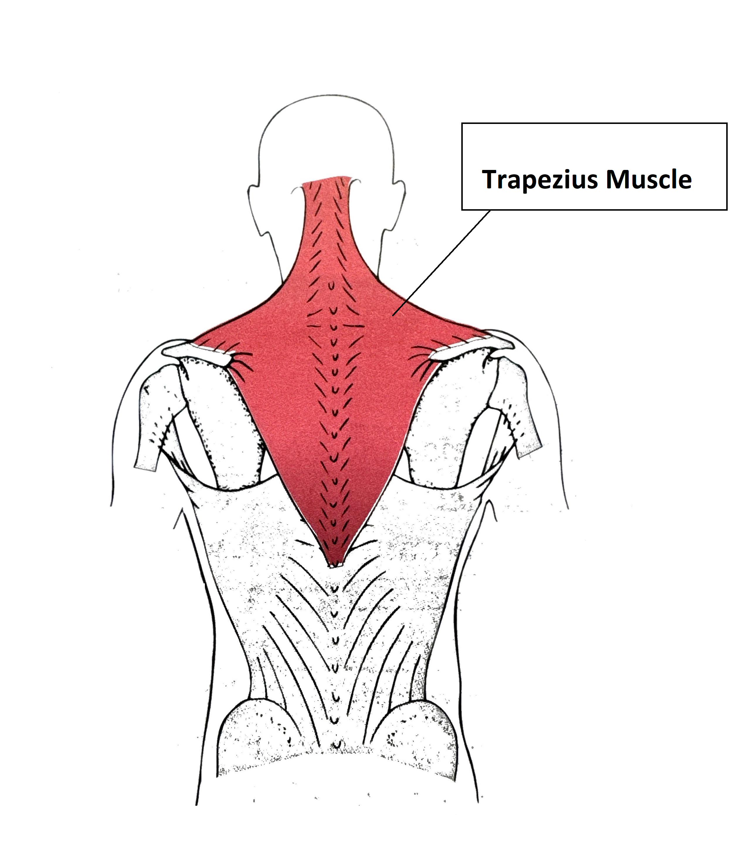<p>Trapezius</p>