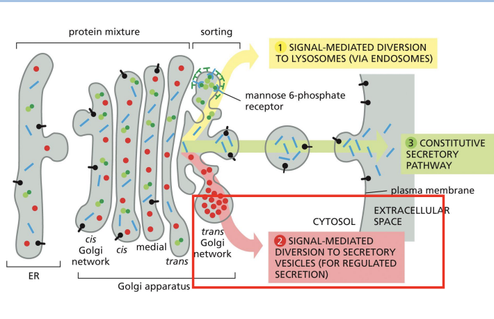 <p>Proteins to be secreted are densely packaged into large vesicles (secretory granules) that wait for a cellular signal before they release their contents.</p><p></p><p>Ex. hormones, neurotransmitters, digestive enzymes</p>
