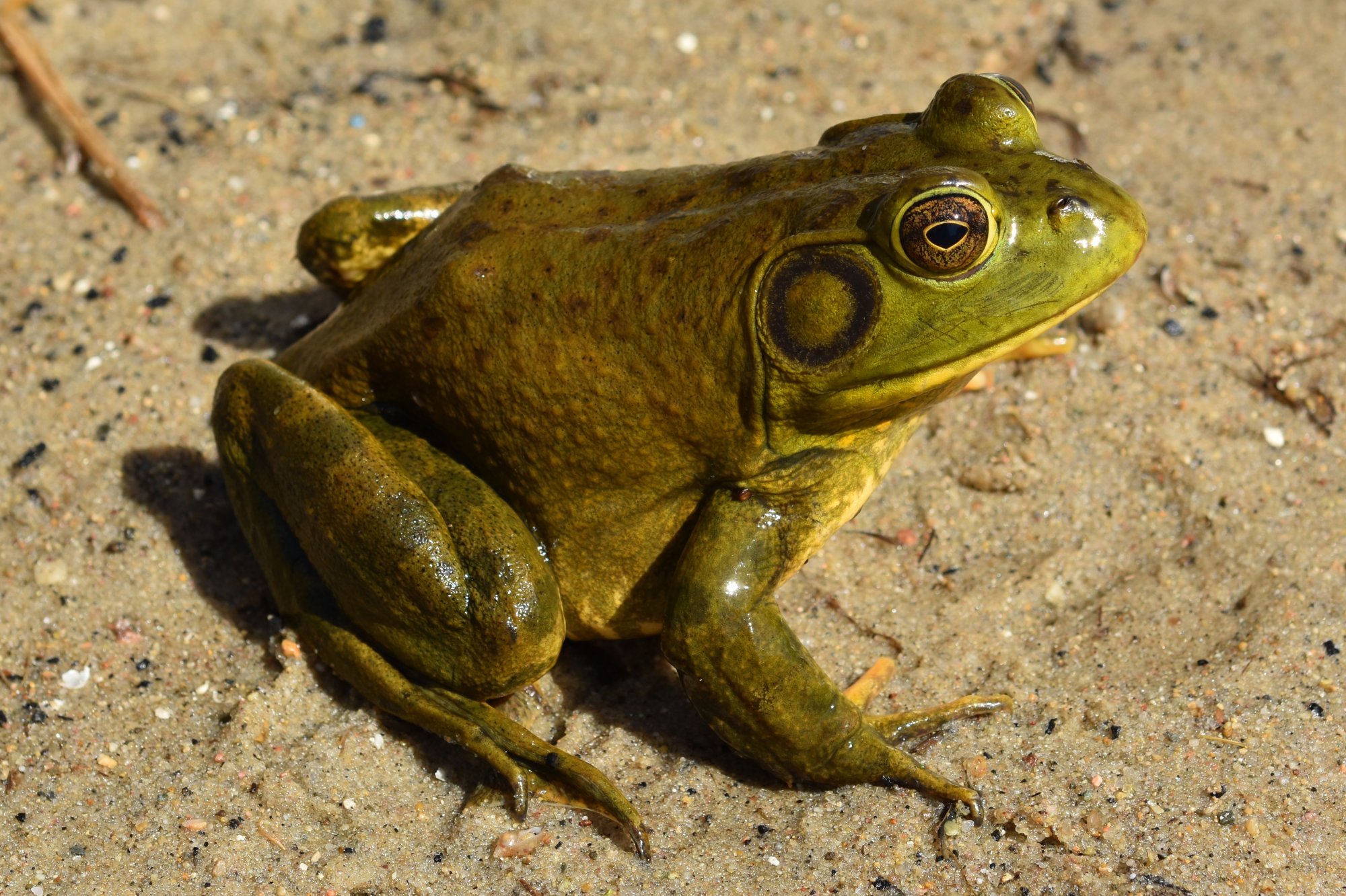 <p><span style="font-family: &quot;Times New Roman&quot;, serif">Large size, speckled belly pattern, and large, protruding eyes.</span></p>