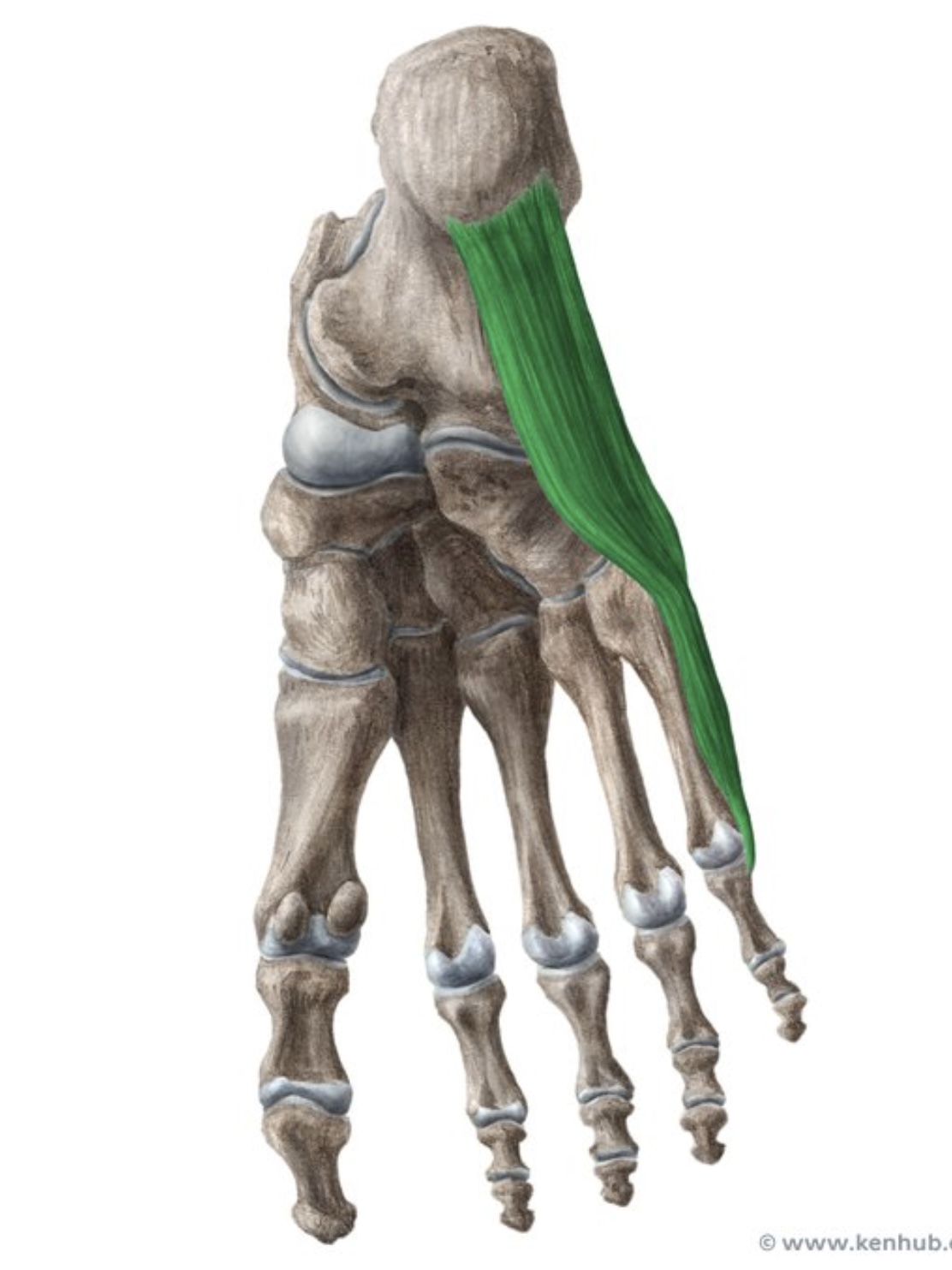 knowt flashcard image