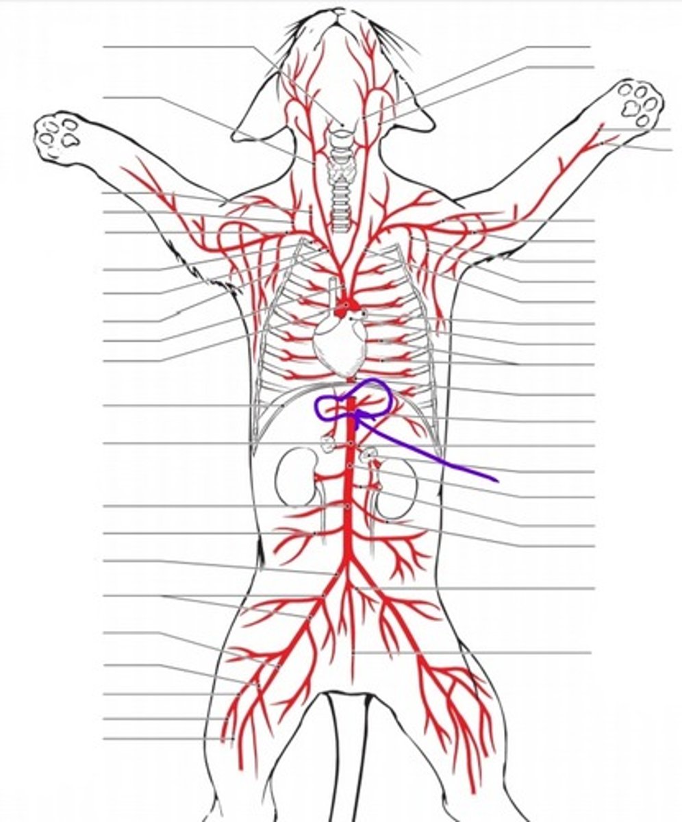 <p>identify the artery</p>