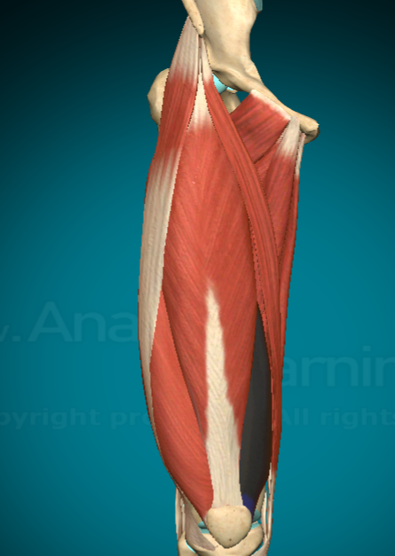 <p>What is this muscle and where are the attachment points?</p>