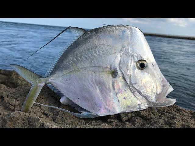 <p>iridescent silver color</p><p>gigantic forehead</p><p>extremely blunt head </p><p>very compressed body</p><p>Young will have streamer-like front of the dorsal spine and pelvic fin, they get shorter when adult, but both have a blackish outline</p>