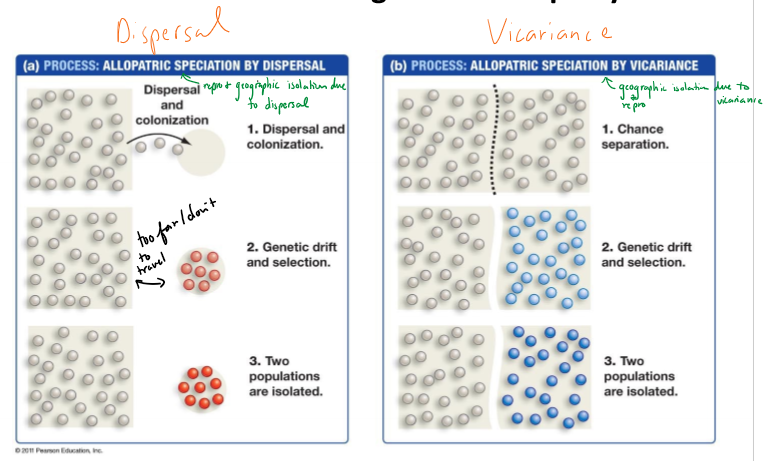 <p>What is vicariance in allopatric speciation?</p>