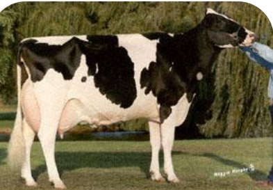 <p>Origin: The Netherlands <br>Distinguished by their black and white markings<br>Largest dairy breed in the U.S. by population<br>Highest average milk production of all the dairy breeds (lower fat and protein content than Jerseys and Guernseys)</p>