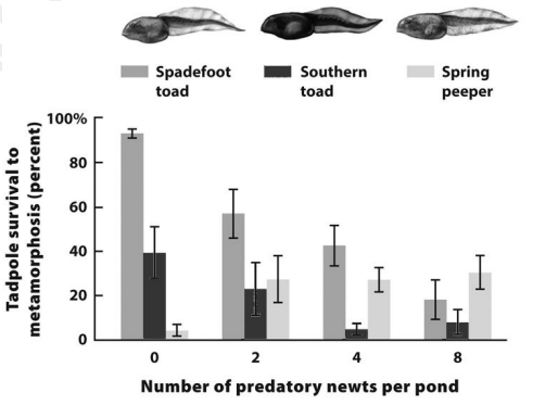 Please use the results of the experiment (below) where 3 species of tadpoles (larval frogs and toads) were kept together in artificial pond mesocosms, with the number of predatory newts present shown on the x-axis. The error bars represent standard error of the mean (SEM).

Comparing the error bars, it is probable that with 8 newts present, survival of spadefoot toads was _____ survival of spring peepers. 

A. Greater than 

B. Not different from

C. Less than 

D. Can’t infer without a P value