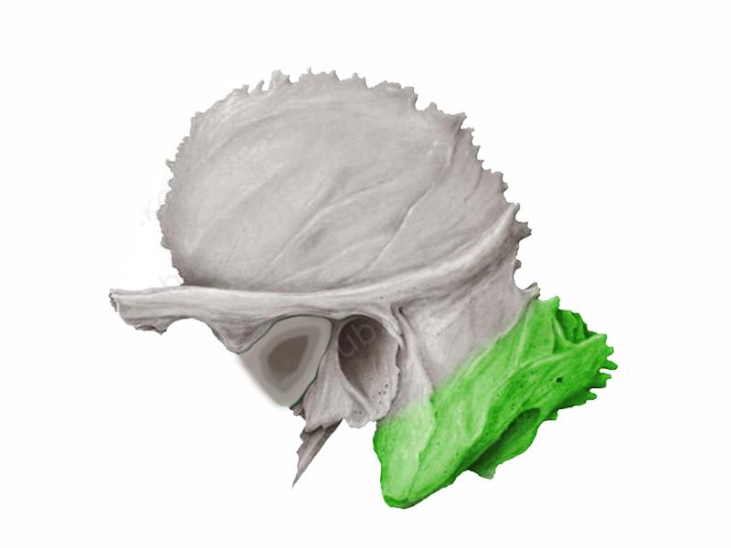 <p>sziklacsonti rész</p>