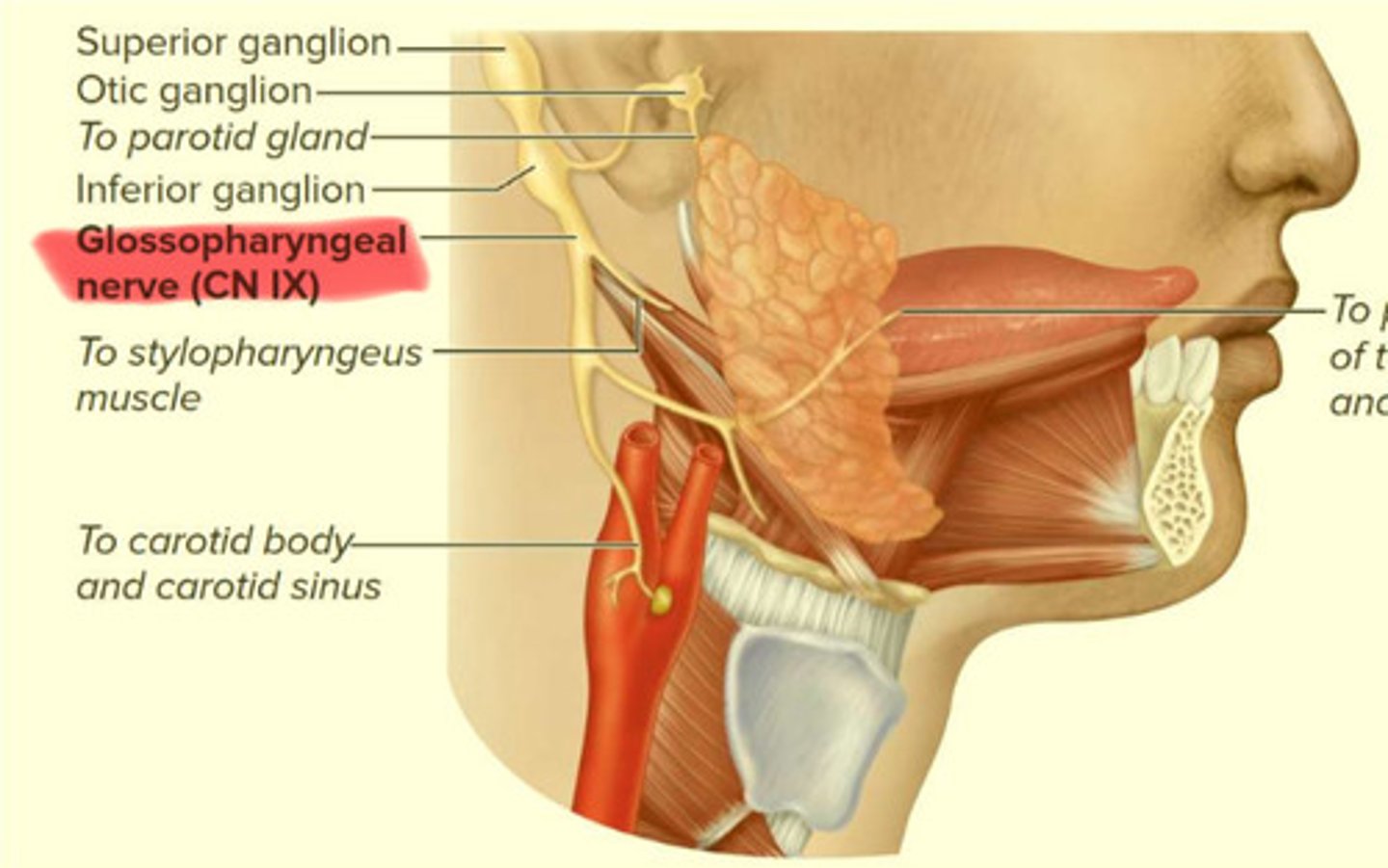 <p>Glossopharyngeal</p>