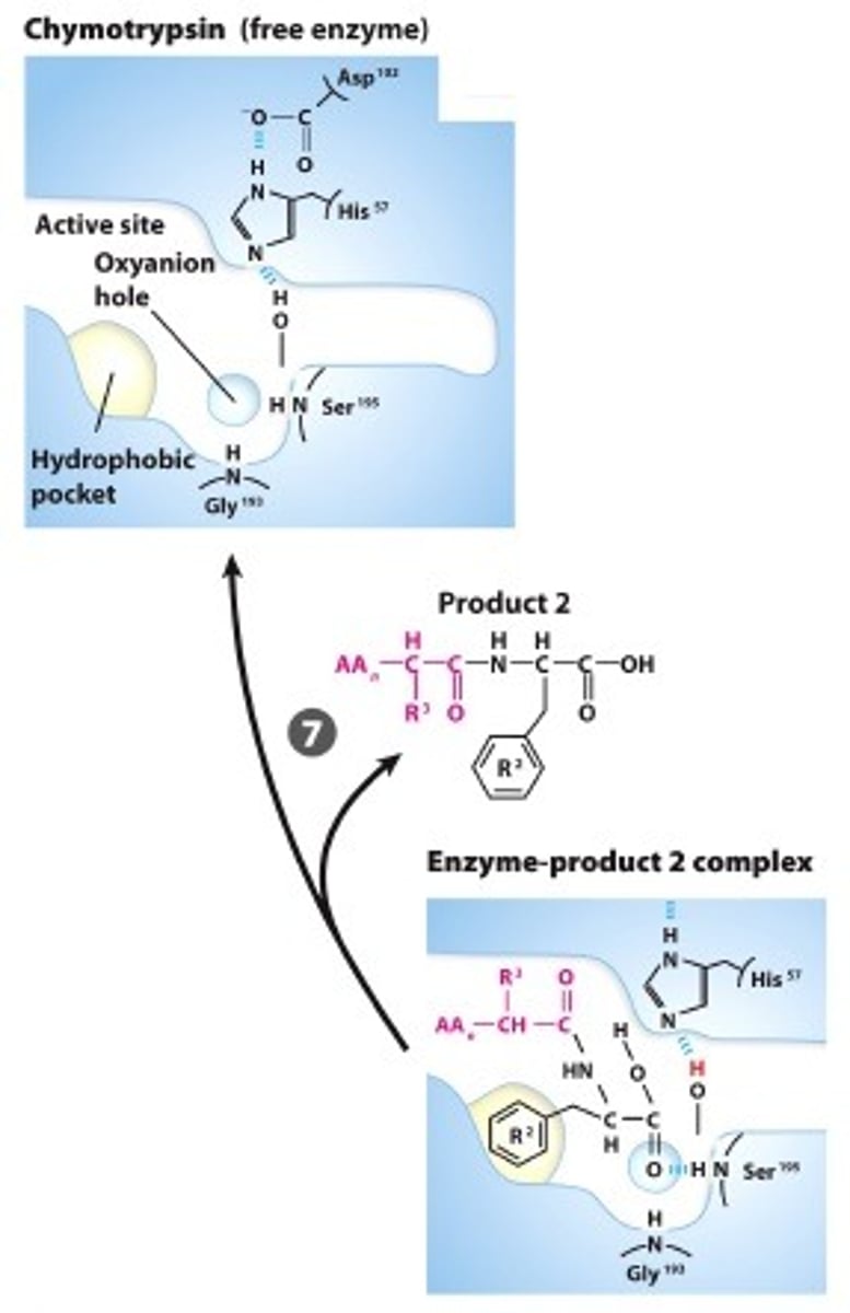 <p>PRODUCT DISSOCIATES:The product dissocates an the process starts over with a new substrate</p>