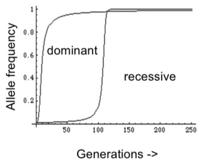 <ul><li><p>an allele has a selective advantage when it makes the organims more likely to survive/reproduce</p></li><li><p>There must always exist another allele at the same locus which gives a selective disadvantage </p></li></ul><p></p>