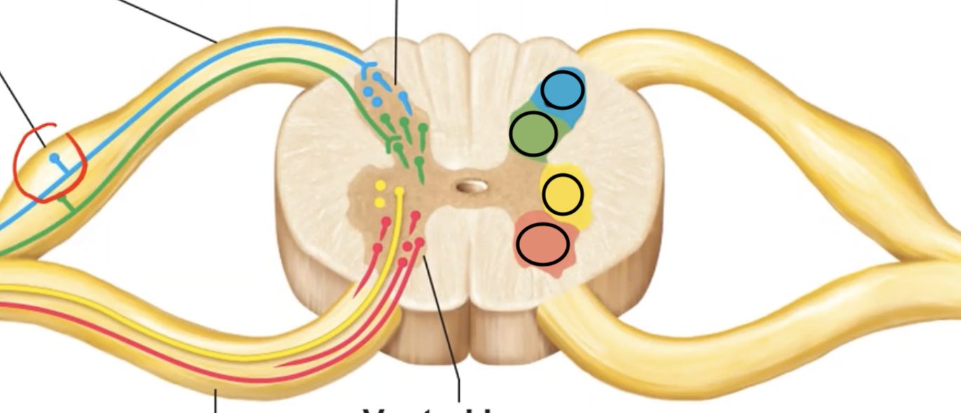 <p>The yellow section is supplied by what type of neuron? Where do these neurons route info to?</p>