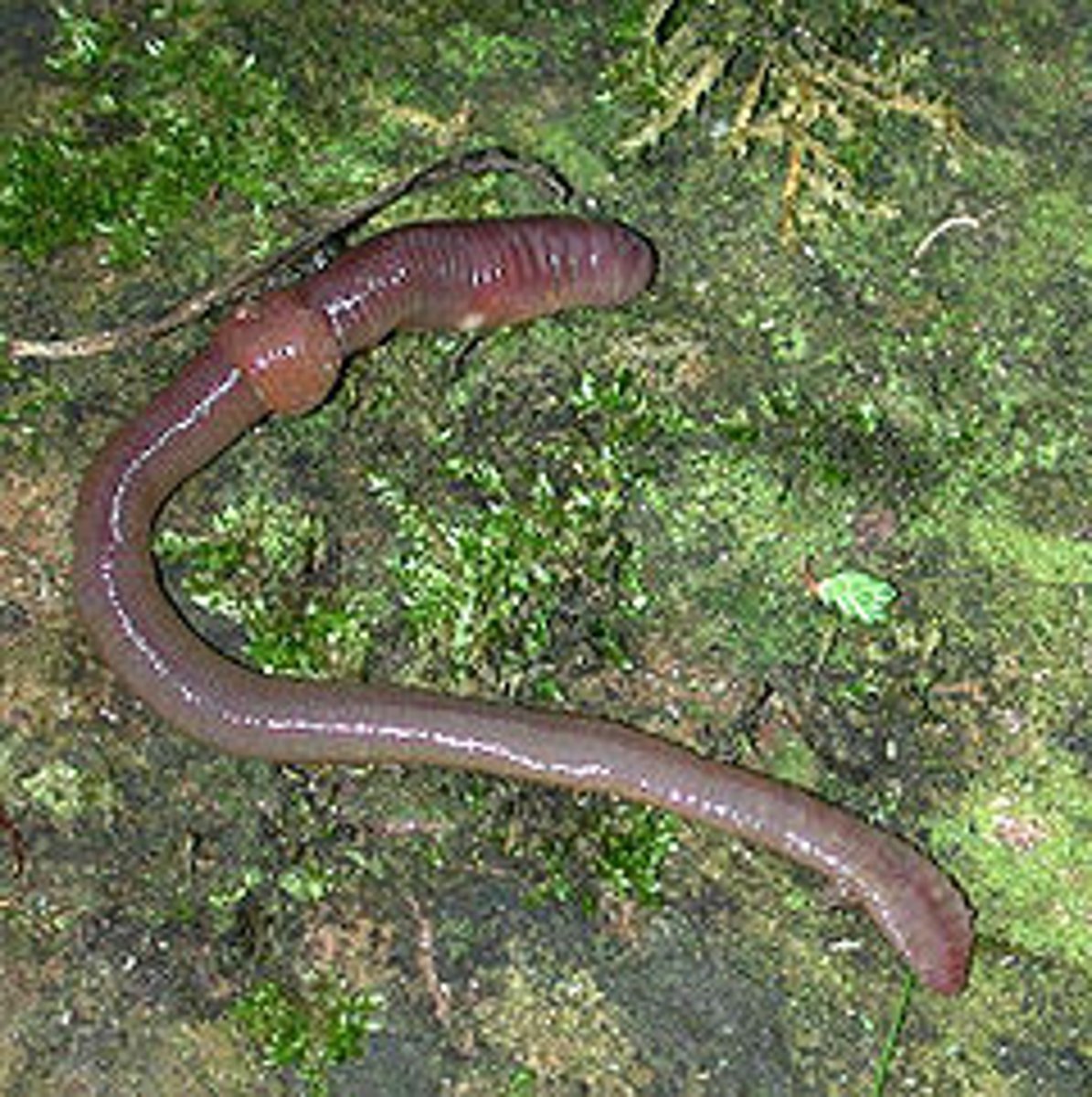 <p>- Type of annelid</p><p>- Chaetae close to body wall to facilitate anchoring in burrows</p><p>- Ex: earthworms</p>