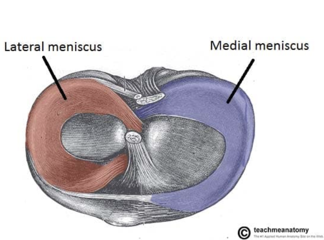 <ul><li><p>Shape= semilunar shape (Greek word meniskos means crescent)</p></li><li><p>Function= assists during tension and torsion Helps reduce friction between the femur and tibia and helps to shock absorb </p></li><li><p>Blood flow is from the periphery towards the central meniscus- but generally quite avascular structures</p></li></ul><p></p>