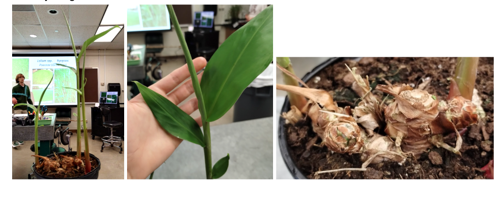 <p>Butterfly Ginger</p>