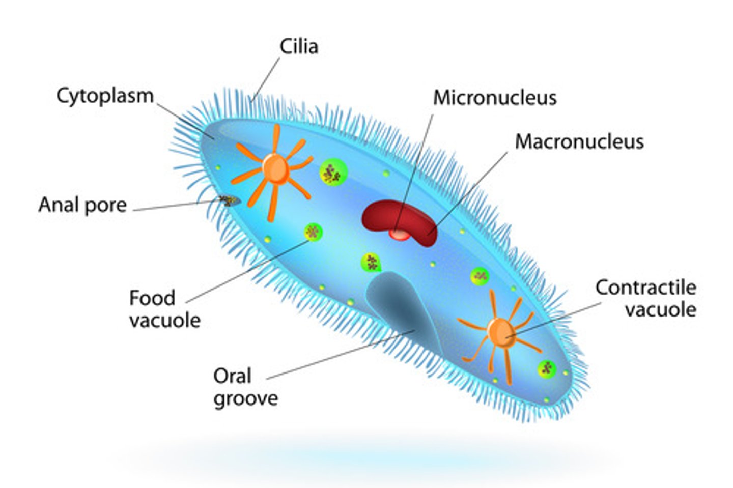<p>Uses cilia; has an oral groove</p>