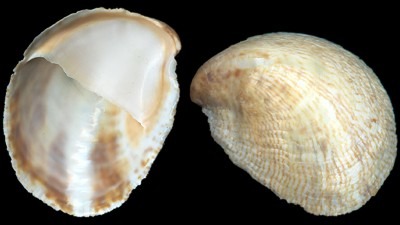 <p>Crepidula fornicata</p>