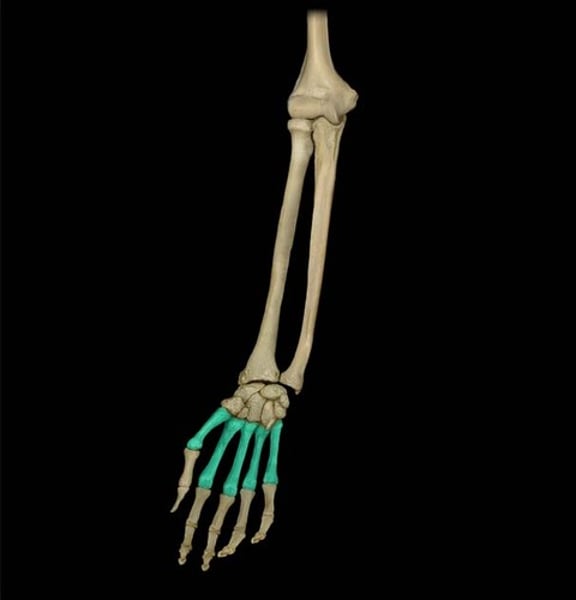 <p>bones of the hand</p>