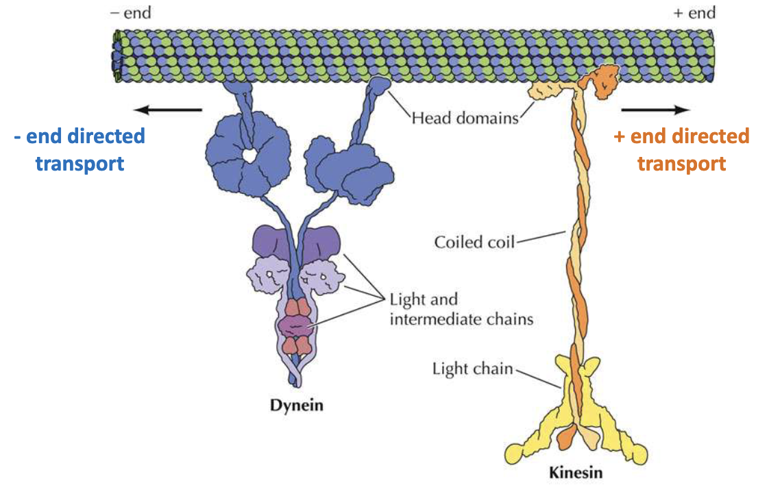 <ul><li><p>Motor proteins = essential for mitosis</p></li><li><p><strong>Dynein</strong>: moves toward (–) end to cell interior</p></li><li><p><strong>Kinesin</strong>: moves toward (+) end to cell membrane</p></li><li><p>Both have head domain, coiled coin, and tail domain for cargo</p></li></ul><p></p>