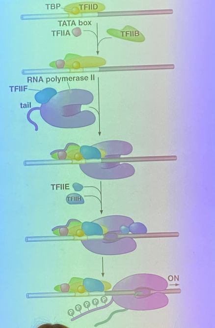 <p>TATA binding proteins (TBP) and TFIID sit down as a complex upstream of the transcriptional start. this flags the promoter for other GTFs and eventually RNA pol II</p><p>first they call in TFIIB and TFIIA— B binds to DNA directly in a sequence specific way; A does not, as its purpose is to be a scaffolding protein for RNA pol II to interact with the other GTFs.</p><p>RNA pol II is pre-bound to TFIIF, and together they sit down on the complex. TFIIF calls in TFIIE and TFIIH. H is of particular interest because it is a protein kinase, and will phosphorylate the polymerase complex’s tail, causing RNA pol II to let go of the rest of the complex and sit on the promoter in a sequence-specific way</p>
