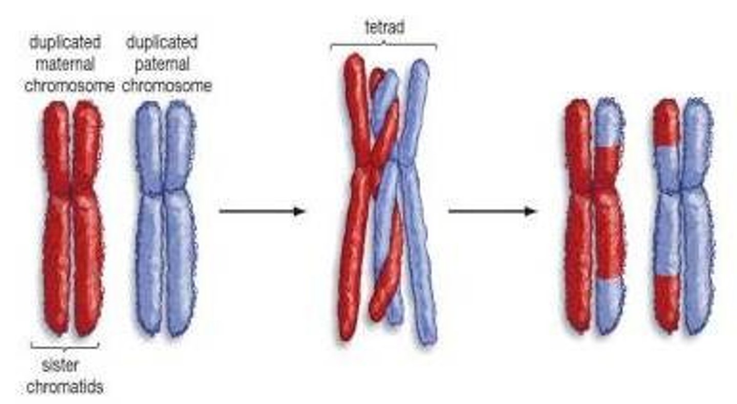 <p>This is the process of changing the genes that are involved/ crossing over, this is the recombination of the genes</p><p>- unlinking linked genes</p>