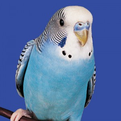 <p>Parakeet</p>