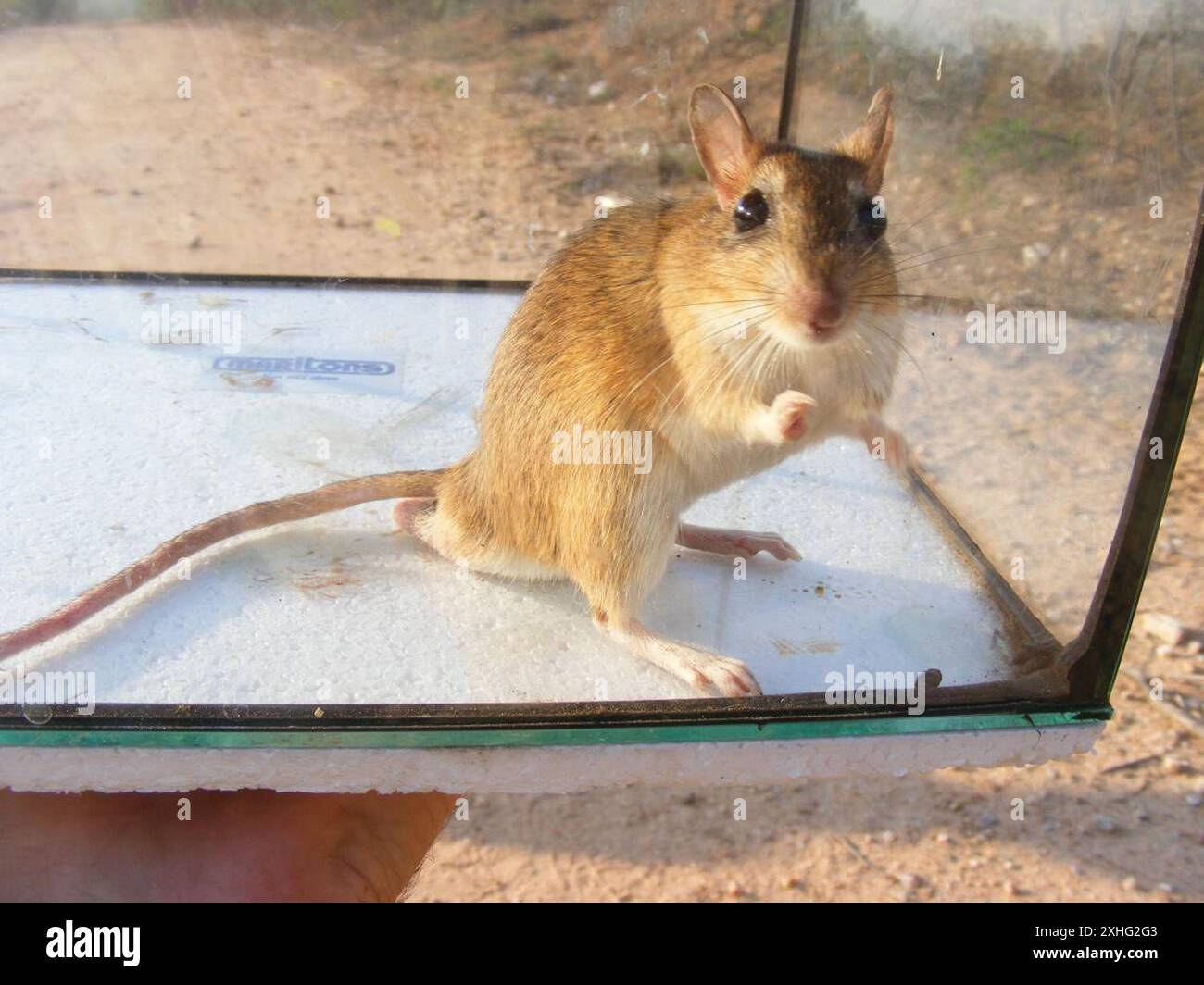 <p>Vic Falls, Chobe NP, Okavango Delta, Bagani, Grootfontein, Etosha NP, Spitzkoppe, Sesriem, Bethanie, Fish River Canyon, Orange river, Kruger NP</p>