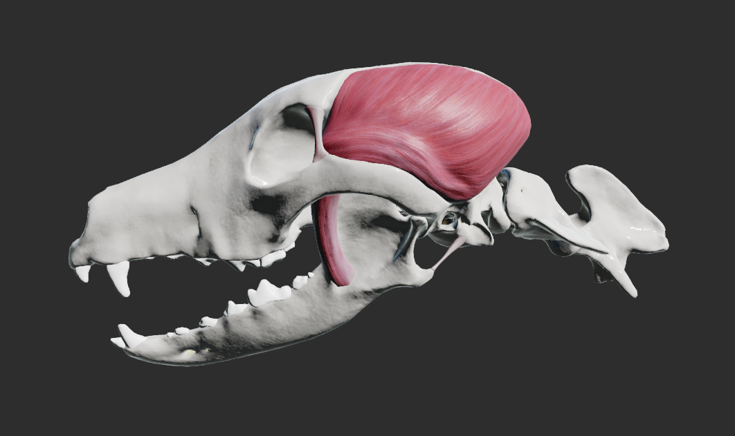 <p>odstup: fossa temporalis – pars squamosa ossis temporalis</p><p>úpon: processus coronoideus mandibulae, ramus mandibulae</p><p>funkce:</p><p>pohyb v articulatio temporomandibularis</p>