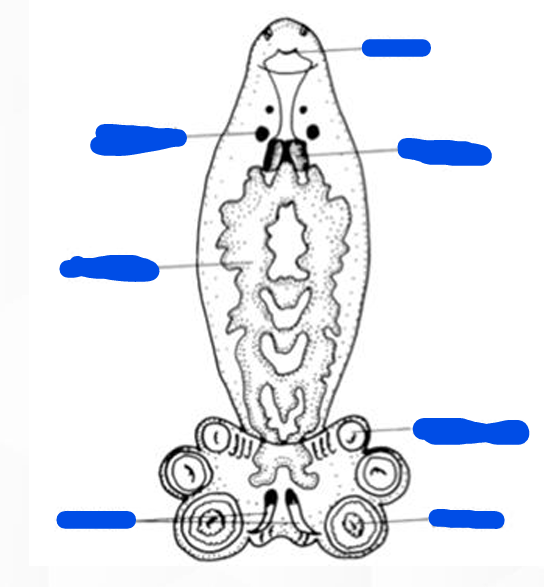 <p>Class/Order?</p><p>Identify the anatomical structures</p>