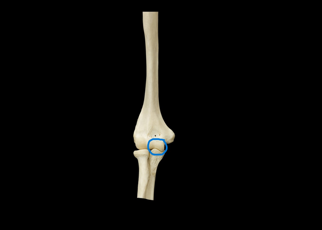 <p>Articulated humerus, ulna, and radius, anterior view</p>